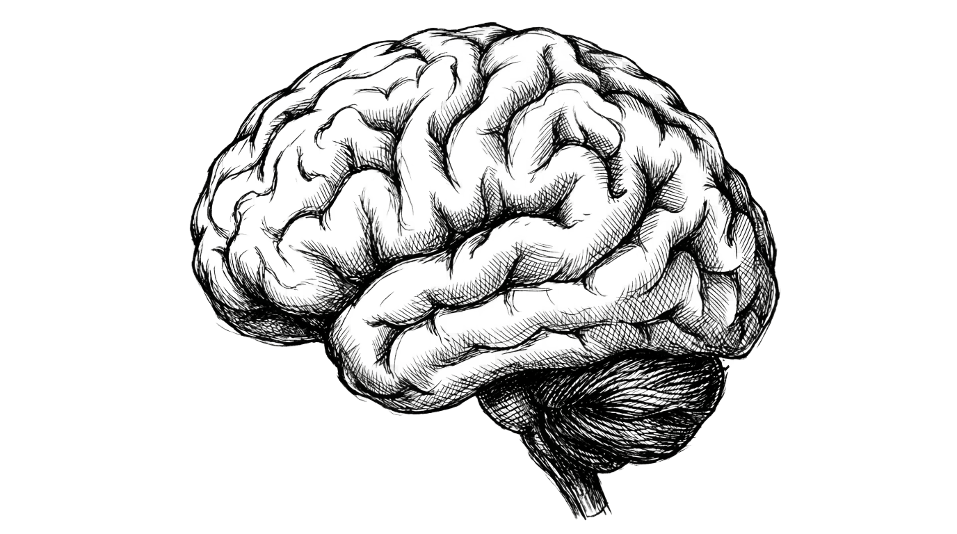 Brain diagram